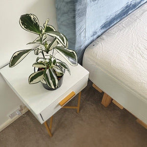 Variegated plant on nightstand next to bed. GO1820