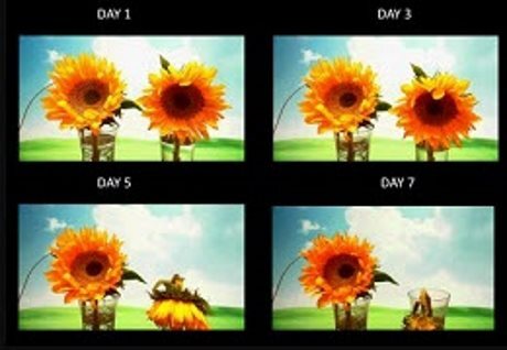 Plant Experiment Test Kit