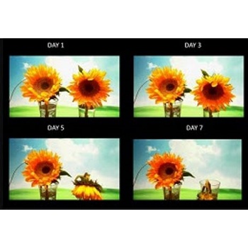Plant Experiment Test Kit
