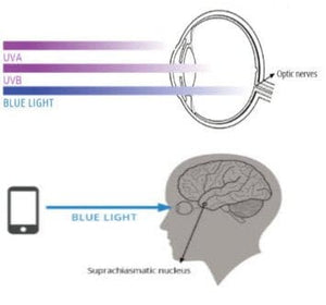 Blue light radiation impact on eye and brain